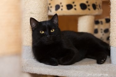 Replace Sisal Rope on Your Cat Tree: A Step‑by‑Step Guide