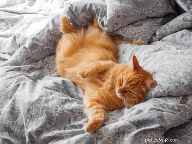 Professional Guide to Safely Sedating Your Cat for Grooming