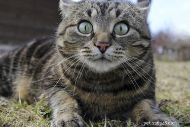 Decode Your Cat’s Emotions: A Guide to Body Language & Vocal Cues