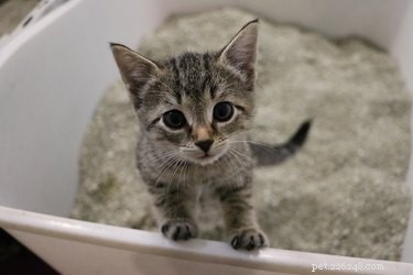 DIY Cat Litter: A Step-by-Step Guide to Safe, Cost-Effective Homemade Litter
