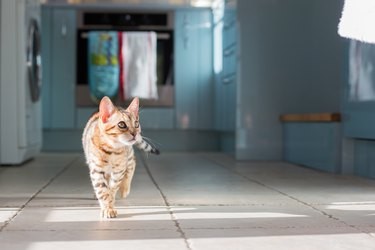 Eliminate Cat Spray Odor Quickly: Proven Home Remedies & Tips