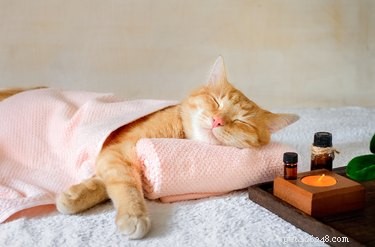 Eliminate Static Shock When Petting Your Cat: Simple Tips