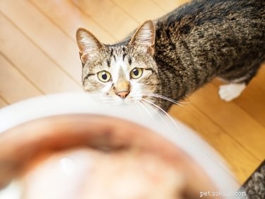 Eliminate Static Shock When Petting Your Cat: Simple Tips