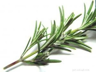 DIY Natural Cat Repellent: A Safe, Eco-Friendly Solution