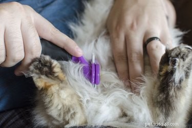 Common Causes of Cat Hair Mats and How to Prevent Them