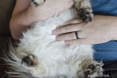 Common Causes of Cat Hair Mats and How to Prevent Them