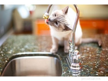 DIY Safe Cat Repellent: Natural, Effective, and Vet-Approved