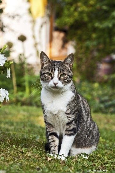 Step-by-Step Guide to Building a Safe Cat Enclosure