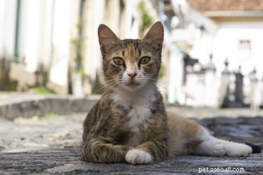 How to Determine a Cat s Age by Its Teeth