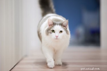 How to Determine a Cat s Age by Its Teeth