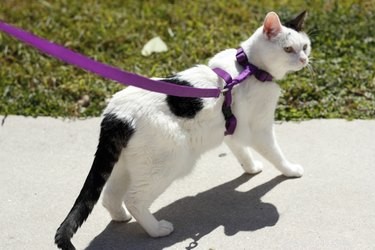 Guide to Safely Fitting a Cat Harness: Step‑by‑Step Instructions