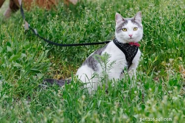 Guide to Safely Fitting a Cat Harness: Step‑by‑Step Instructions