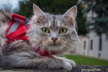 Guide to Safely Fitting a Cat Harness: Step‑by‑Step Instructions