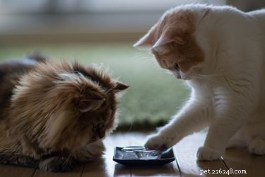 Keep Your Cat Cool This Summer: Proven Tips for a Safe, Happy Feline