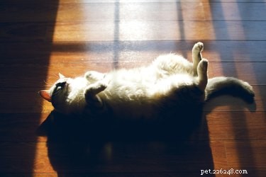 Keep Your Cat Cool This Summer: Proven Tips for a Safe, Happy Feline