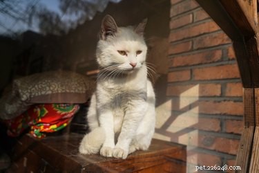 Expert Guide to Caring for Your Senior Cat: Health, Comfort, and Longevity