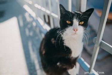 Expert Guide to Caring for Your Senior Cat: Health, Comfort, and Longevity