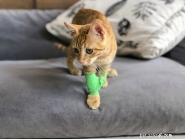 Create a Cat‑Safe First‑Aid Kit: Essential Supplies & Tips