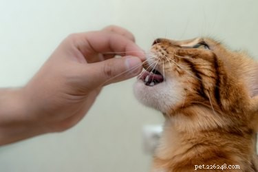 Safe Cat Treats for Kittens: What to Give and What to Avoid