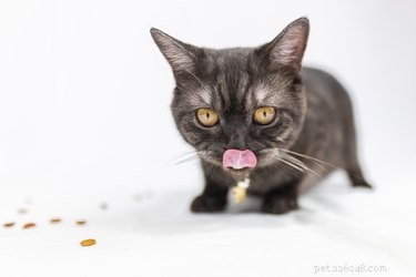 Safe Cat Treats for Kittens: What to Give and What to Avoid