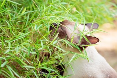 Safe Cat Treats for Kittens: What to Give and What to Avoid