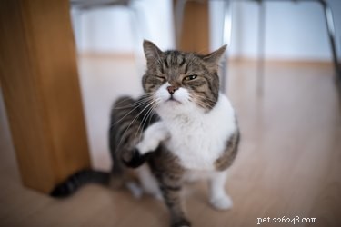 Top-Rated Flea Prevention Solutions for Your Cat – Safe & Effective