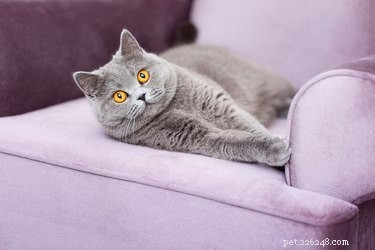 Top-Rated Flea Prevention Solutions for Your Cat – Safe & Effective