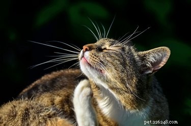 Top-Rated Flea Prevention Solutions for Your Cat – Safe & Effective