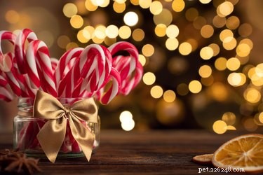 Are Candy Canes Safe for Dogs? What You Need to Know