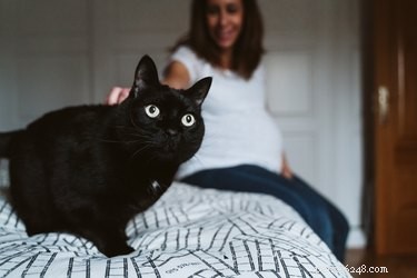 Is it Safe to Pet Cats During Pregnancy?