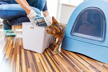 Is it Safe to Pet Cats During Pregnancy?