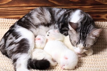 Caring for Blind or Deaf Cats: Expert Tips for a Safe, Happy Life