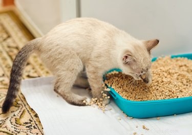 Caring for Blind or Deaf Cats: Expert Tips for a Safe, Happy Life