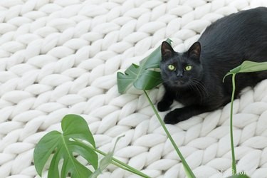 The Genetics Behind Your Cat s Eye Color Explained
