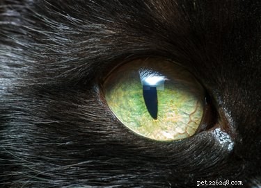 The Genetics Behind Your Cat s Eye Color Explained