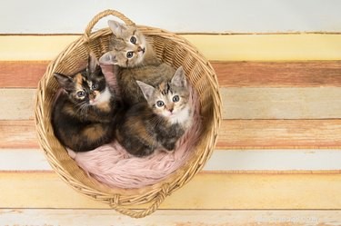 The Genetics Behind Your Cat s Eye Color Explained