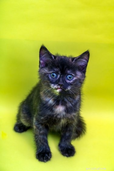 The Genetics Behind Your Cat s Eye Color Explained