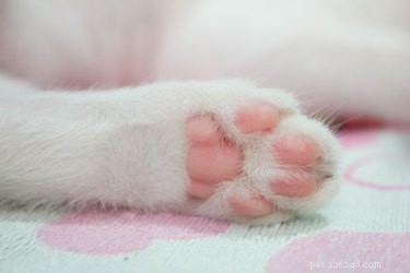 Do You Need to Clean Your Cat’s Paws? A Guide to Paw Hygiene