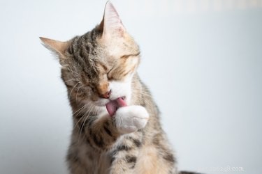 Do You Need to Clean Your Cat’s Paws? A Guide to Paw Hygiene