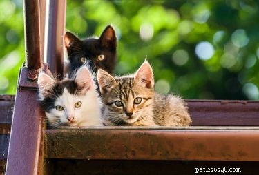 Keeping a Multi-Cat Home Spotless: Expert Tips & Tricks