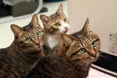 Keeping a Multi-Cat Home Spotless: Expert Tips & Tricks