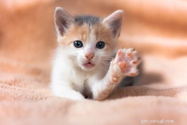 How to Determine a Kitten s Age: A Practical Guide