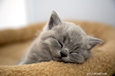 How to Determine a Kitten s Age: A Practical Guide