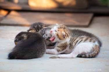 How to Determine a Kitten s Age: A Practical Guide