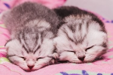 How to Determine a Kitten s Age: A Practical Guide