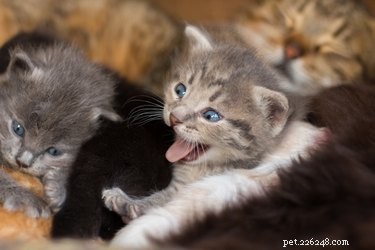 How to Determine a Kitten s Age: A Practical Guide