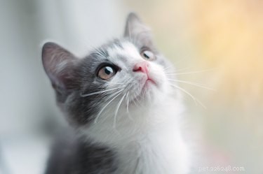 How Early Do Kittens Open Their Eyes? A Professional Guide to Feline Development