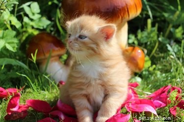 How Early Do Kittens Open Their Eyes? A Professional Guide to Feline Development