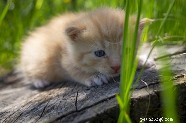 How Early Do Kittens Open Their Eyes? A Professional Guide to Feline Development