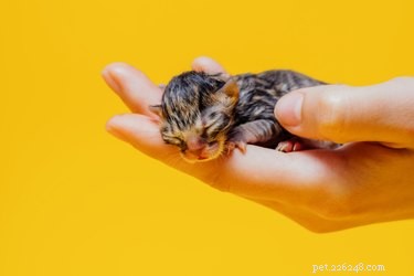 How Early Do Kittens Open Their Eyes? A Professional Guide to Feline Development